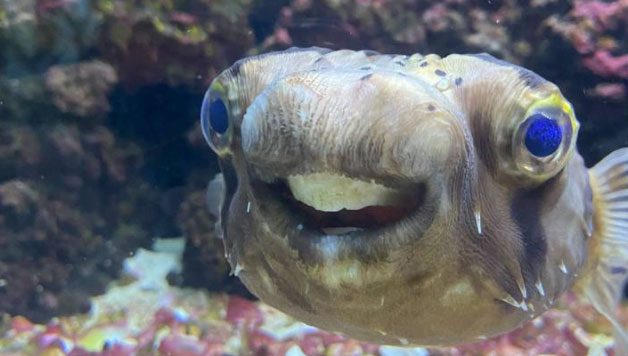 The fish could not eat due to oversized teeth.