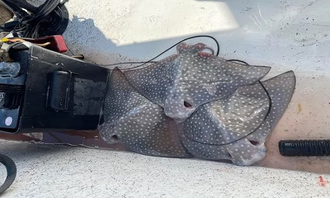 Pups born on the boat.