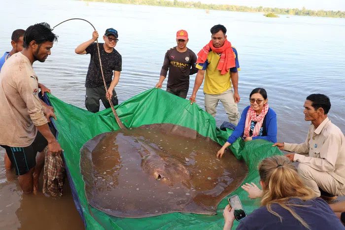  Cambodian fishermen were shocked to accidentally catch a giant freshwater stingray 
