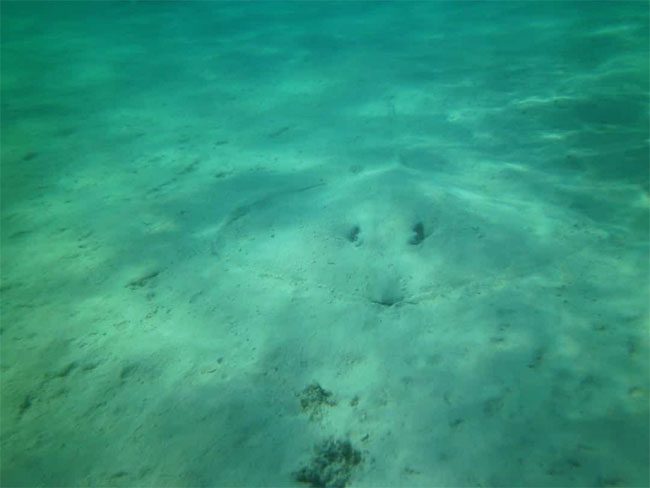 A ray blending into the ocean.