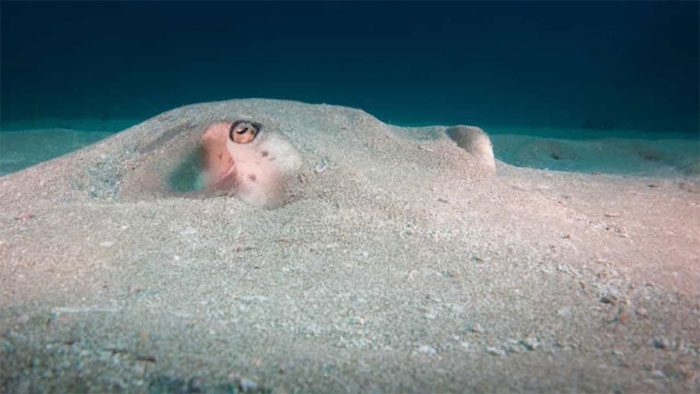 Southern Eagle Ray