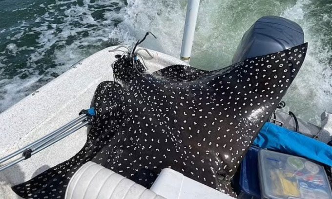 Mother stingray jumping onto the boat.