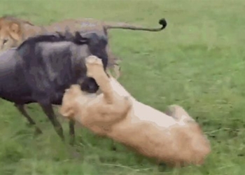 ca gan doi dau 2 lions fight bull hero 120736