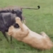 ca gan doi dau 2 lions fight bull hero 120736