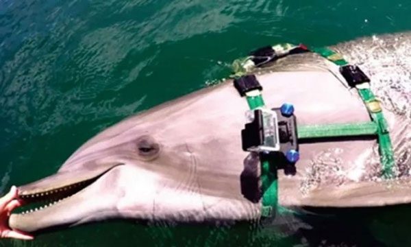 Research team collects data through cameras on dolphin backs