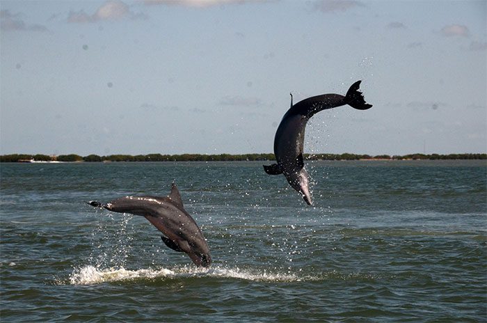 For dolphins, the whistle and the smell of urine serve as identification traits.