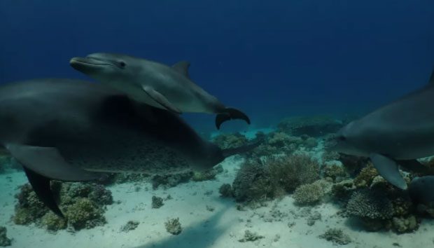 Young dolphins learn behaviors from their older peers.