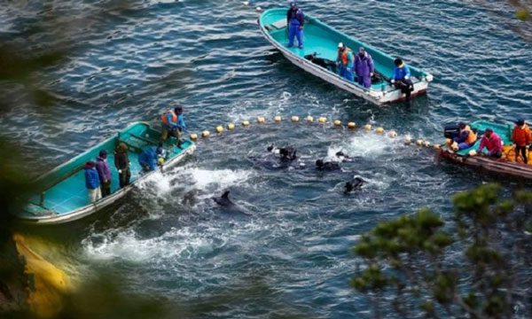 A pod of dolphins surrounded by fishermen's boats.