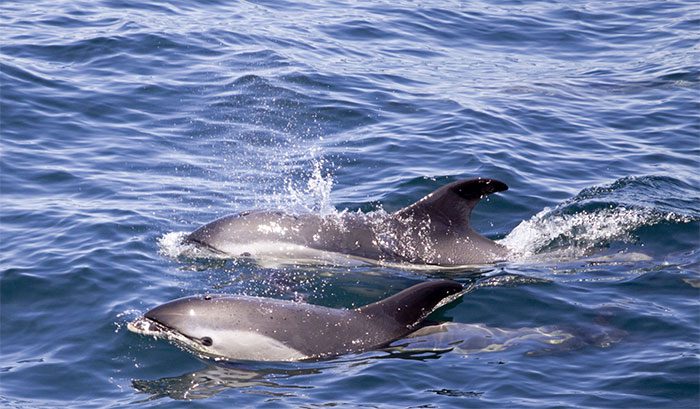 Dolphins are capable of social recognition through taste.