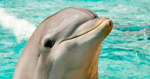 Dolphins are famous for their radiant, smooth skin that many beauty bloggers envy.