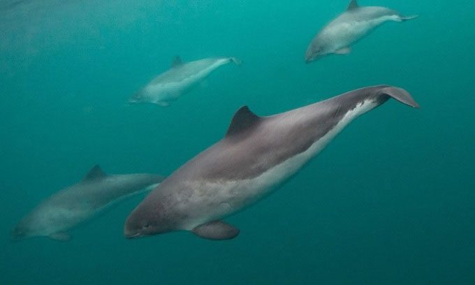 Harbor porpoises near Shetland, Scotland.