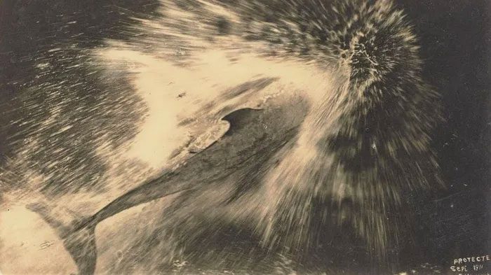 Image of dolphin Pelorus Jack.