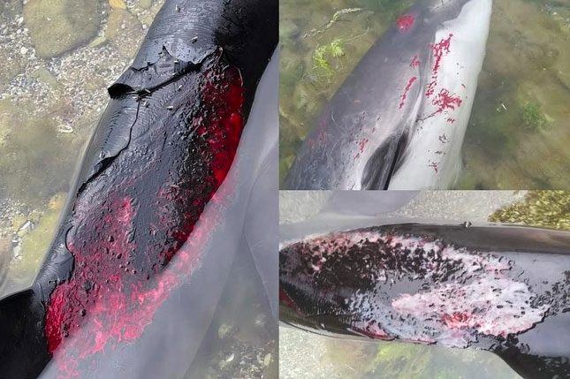Many dolphin carcasses found along the Black Sea coast in a severely burned state.