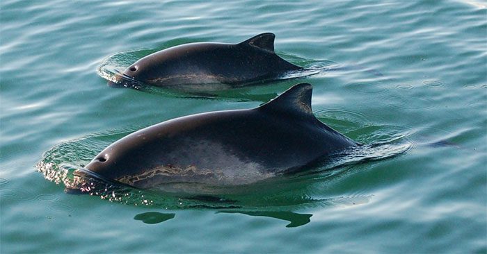 Porpoise