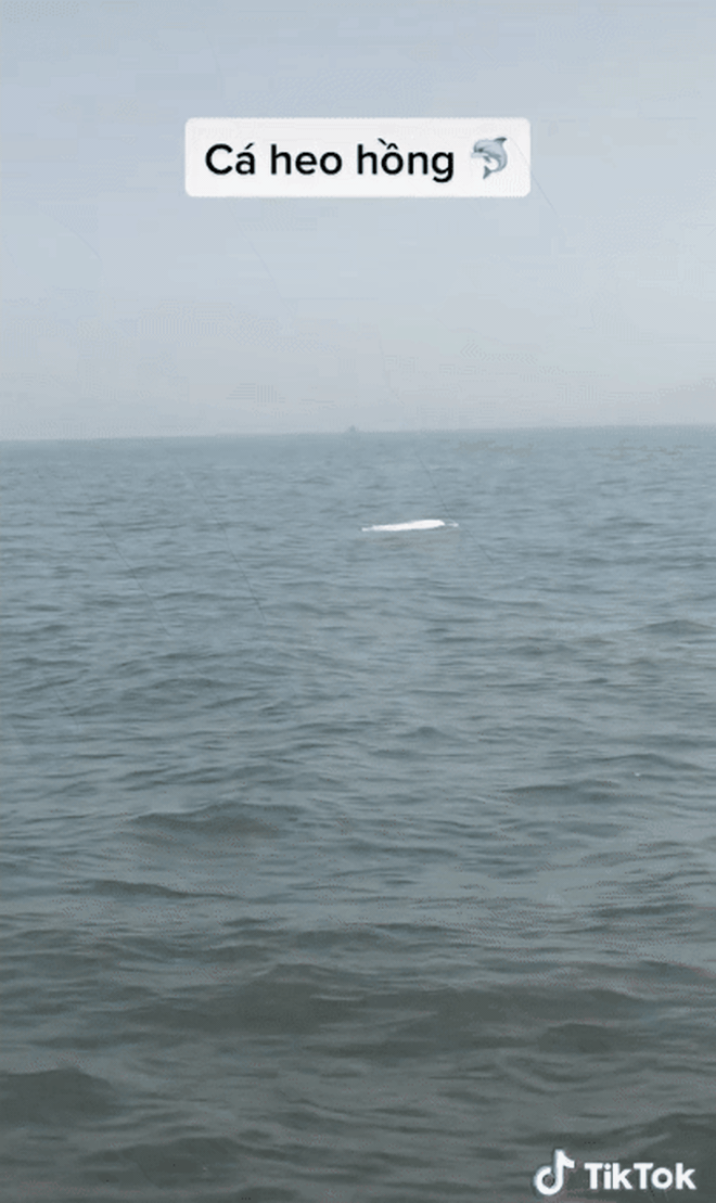 Pink Dolphin Spotted in Vietnam