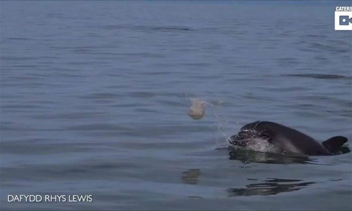 A dolphin uses its snout to toss a barrel jellyfish out of the water.