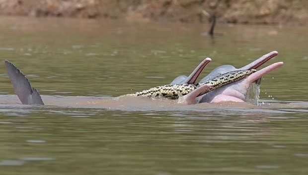 A dolphin holding a long anaconda in its mouth.