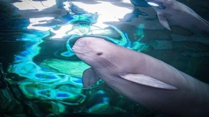 White-flag dolphin
