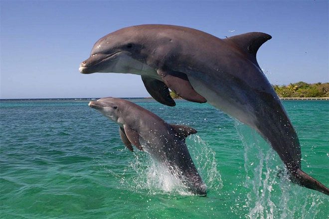 Dolphins are intelligent animals.