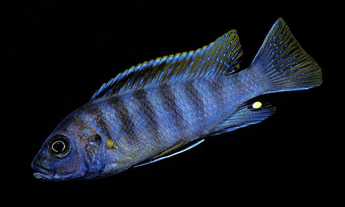 Emperor cichlid Aulonocara nyassae