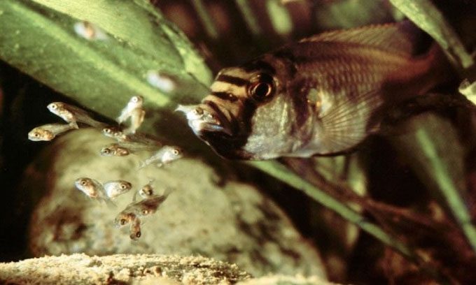Mother Emperor Fish releasing fry from its mouth.