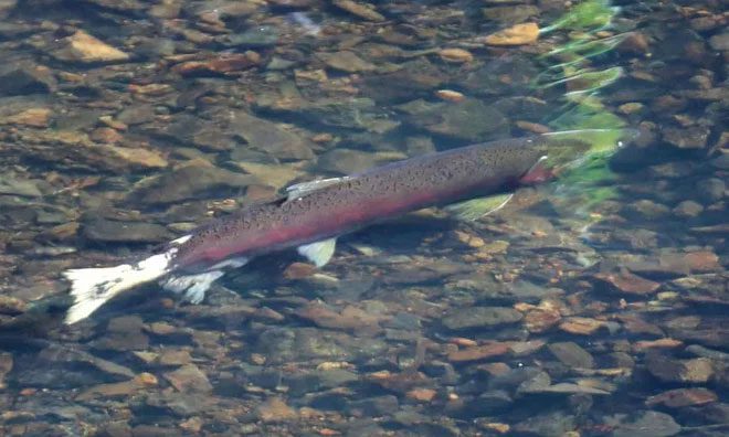 Coho Salmon