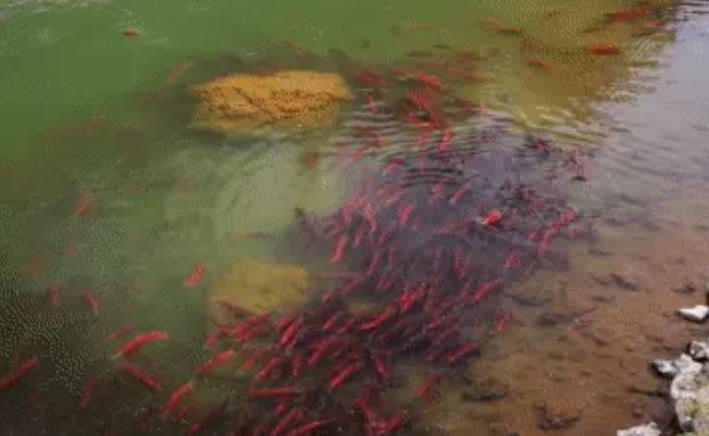 Sockeye salmon migration
