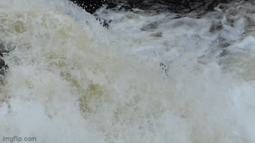 Atlantic Salmon swimming upstream to their spawning grounds