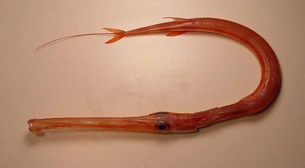 Slender unicornfish.