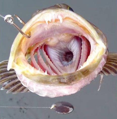 Pacific rockfish has a total of over 500 teeth.