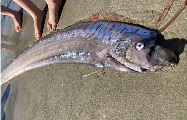 At the time of discovery, the Oarfish was still alive
