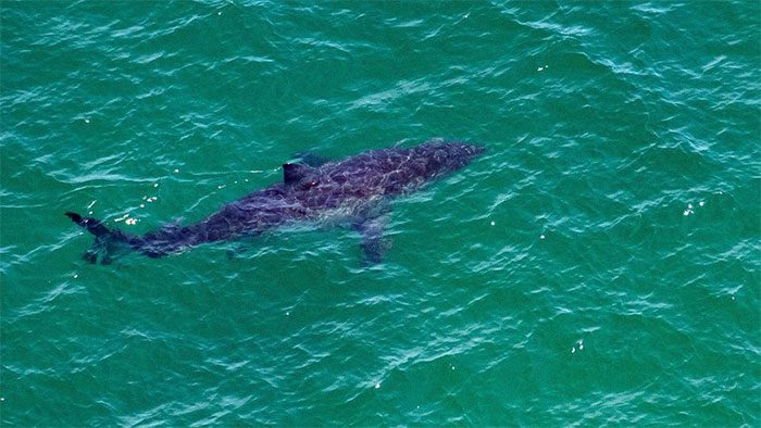 A great white shark spotted about 50 meters off the coast of Cape Cod