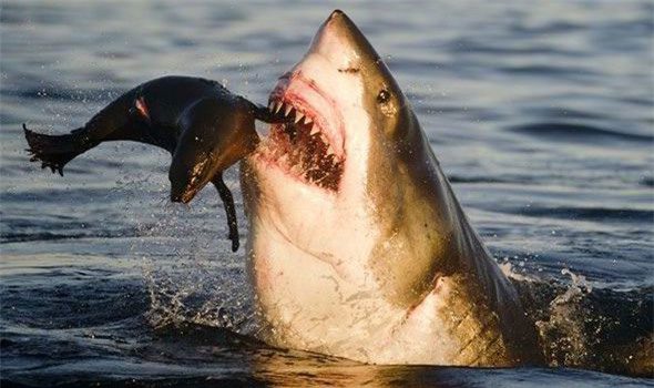 The liver is the largest organ in these sharp-toothed predators.