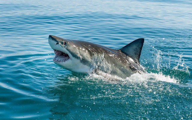 Each shark species has unique traits that scientists may not have fully explored
