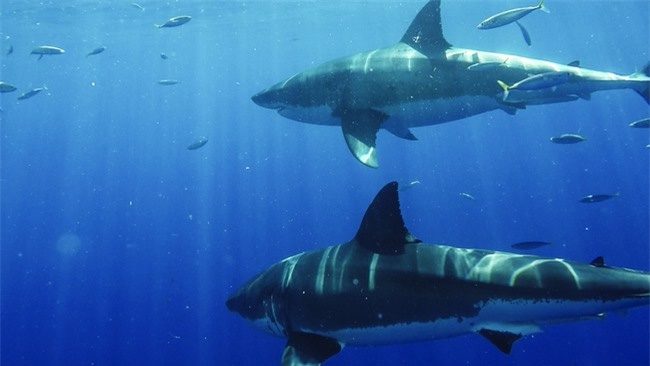Sharks can live over 70 years, immune to blood fat, cancer...