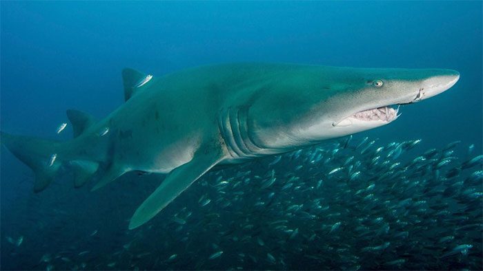 A sand tiger shark hunting off the coast of North Carolina.
