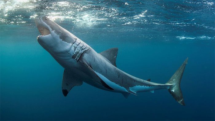 Sharks rarely attack humans in nature.