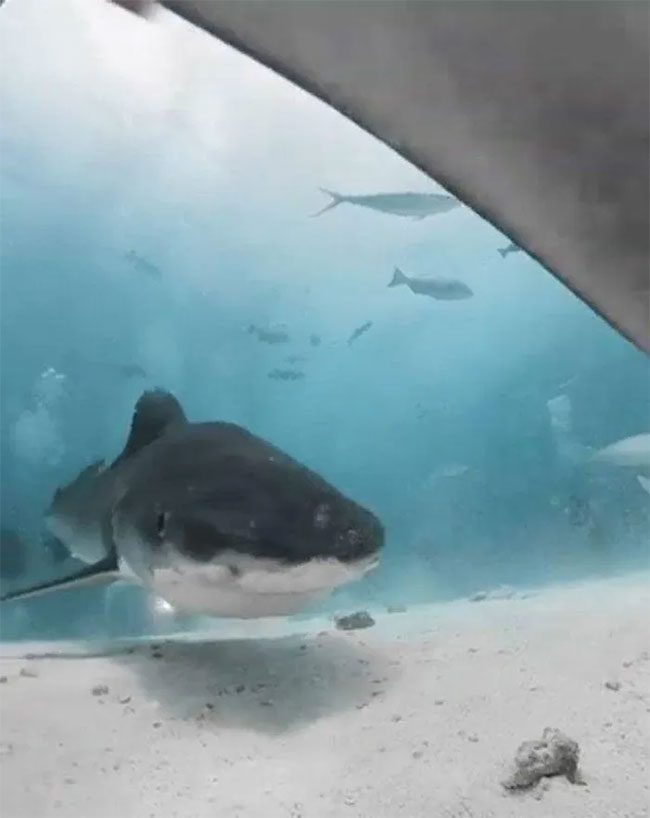 The number of sharks and rays living in the world's oceans has decreased by over 70%