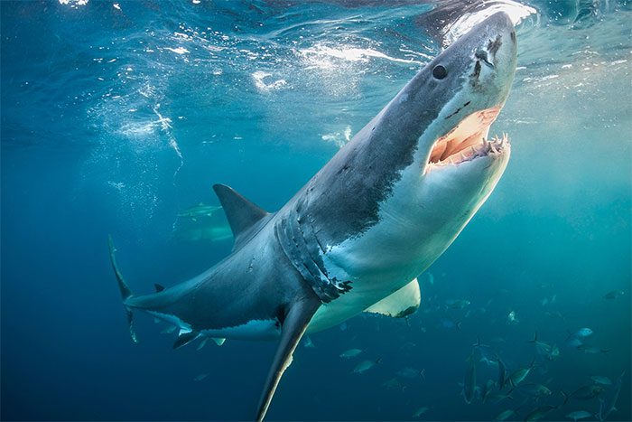 Sharks attack humans more frequently during a full moon