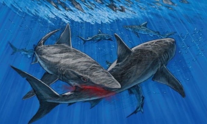 Simulation of ancient sharks engaging in cannibalism.