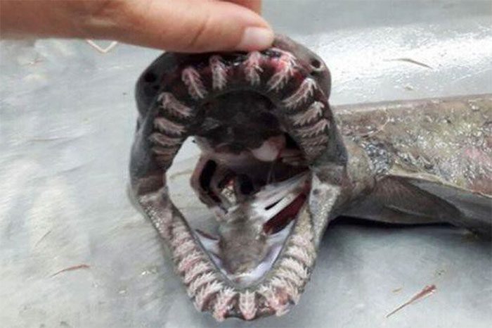 The shark with flexible teeth can chew and swallow its prey whole.