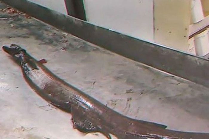 The creature has a "slender body and a head resembling that of a snake".
