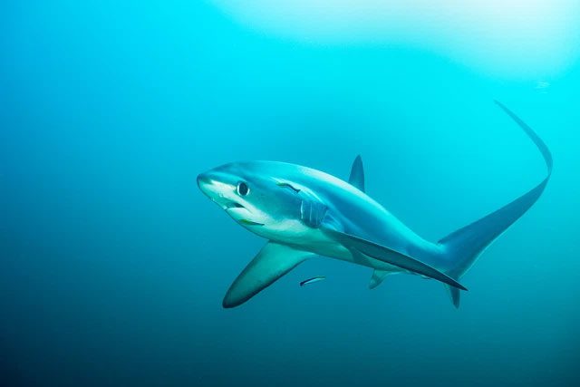 Thresher shark