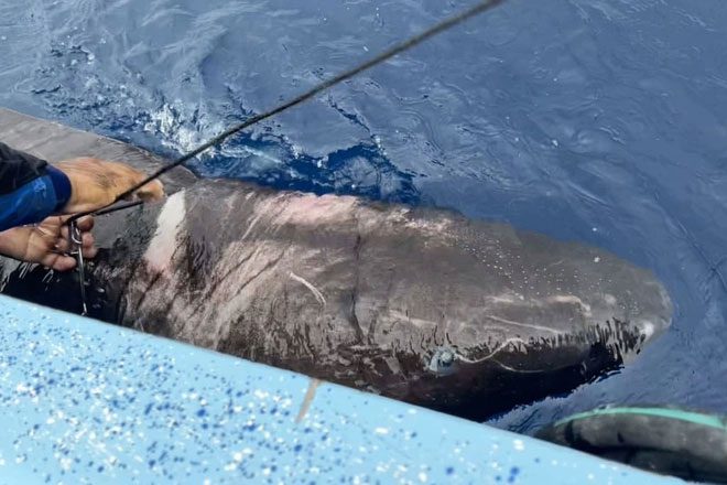 Greenland shark found in the Caribbean Sea.