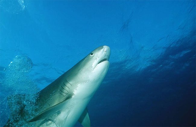 Tiger sharks, also known as leopard sharks