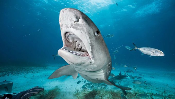 Tiger shark at a dive site off the coast of the Bahamas