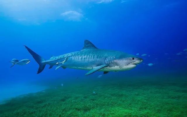 Tiger sharks are among the largest shark species on the planet.
