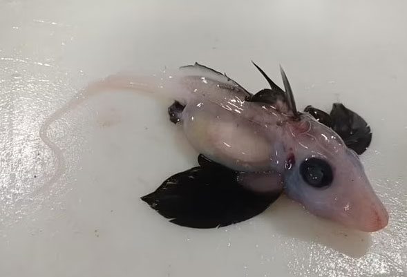 This species lives deep in the ocean and avoids sunlight.