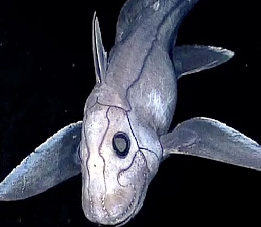 Chimaera Shark.