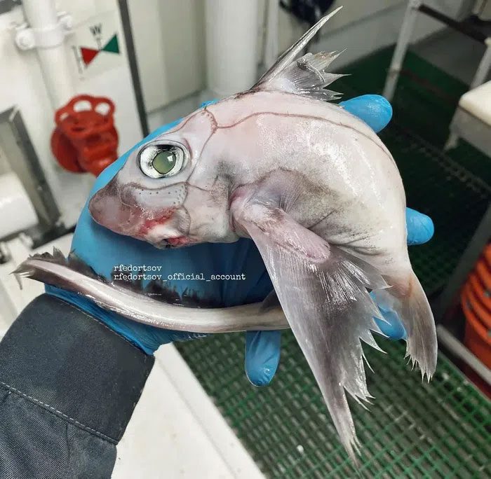 Ghost Shark